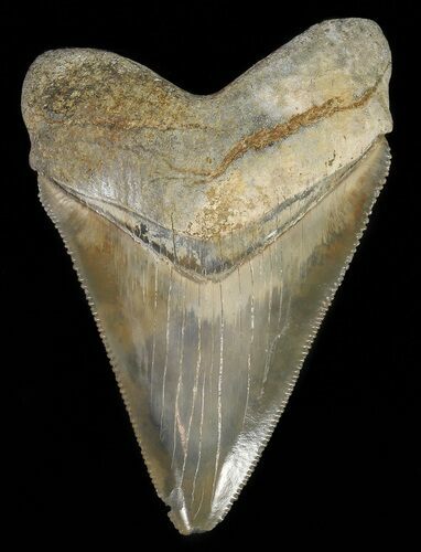 Serrated,  Bone Valley Megalodon Tooth - Florida #70560